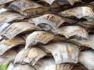 Dried palm leaves. Southern tree trunk. Sliced palm leaves. Pattern of stumps of leaves.
