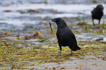 Crow with a Small Eel