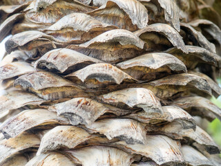 Dried palm leaves. Southern tree trunk. Sliced palm leaves. Pattern of stumps of leaves.
