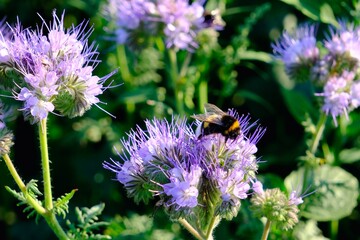 Bine auf Lila Blüten vor unscharfem Hintergrund