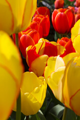 Sunny Tulips in Closeups - 513833032