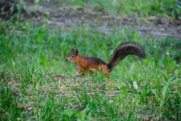Naklejka na ściany i meble Squirrel eats in a forest park