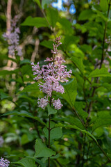 flowers of Hungarian lilac, Syringa josikaea,