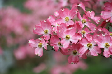 Flowering dogwood (Cornus florida rubra) - close up of pink flowers, Yardley, Pensylvania, US