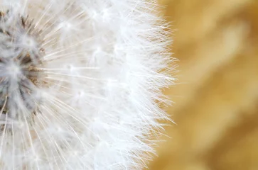 Gordijnen Dandelion seeds. Close-up. Soft focus © Natali
