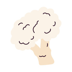 Isolated sketch of a cauliflower icon Flat design Vector