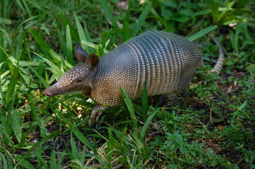 Armadillo (little armored one)