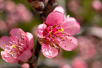 Purpule peach flower Prunus persica