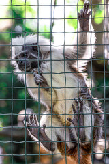Funny monkey in the zoo on a mesh fence.