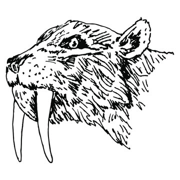 Head of a prehistoric sabertoothed cat. Smilodon. Extinct predator feline animal of Ice Age. Hand drawn linear doodle rough sketch. Black silhouette on white background.