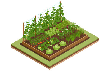 Isometric Vegetable garden. Vegetables in backyard formal garden. Vegetables growing in the garden. Eco friendly gardening