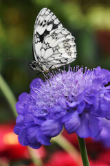 Schmetterling auf blume