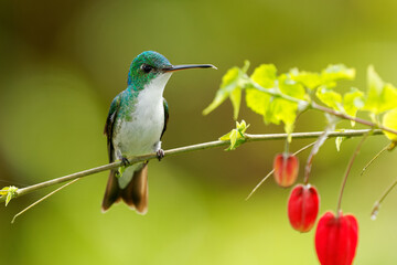 Andean Emerald - Uranomitra franciae hummingbird, green and white bird found at forest edge,...