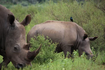 Foto op Plexiglas rhino in the wild in the wild © Teboho Tsotetsi