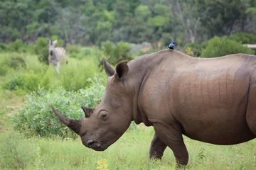 Foto op Plexiglas rhino in the wild in the wild © Teboho Tsotetsi
