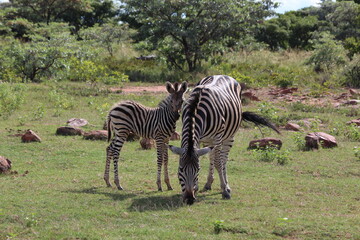 zebra and young in the wild