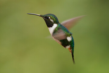 White-bellied Woodstar - Chaetocercus mulsant  hummingbird in Trochilidae, small bird found in Bolivia, Colombia, Peru, subtropical or tropical moist montane and degraded former forest