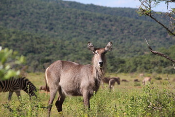 deer face and ears in the wild