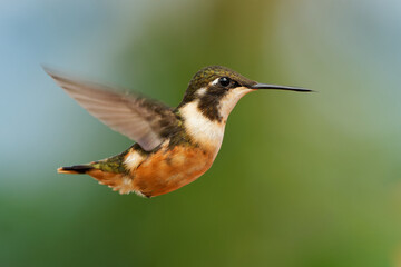 Obraz premium Purple-throated Woodstar - Calliphlox mitchellii hummingbird female, Philodice species, found in Colombia, Ecuador and Panama, small violet, purple bird from South America