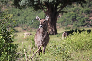 deer face and ears in the wild