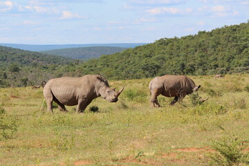 Naklejka na ściany i meble two rhinos in the wild in the wild