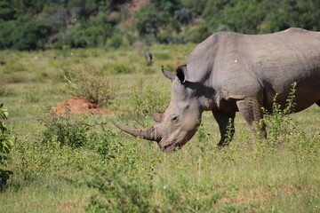 Obraz premium rhino in the wild in the wild, horn closeup 