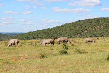 Fototapeta na wymiar two rhinos in the wild in the wild