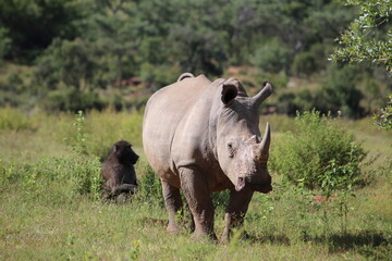 Obraz premium rhino in the wild in the wild