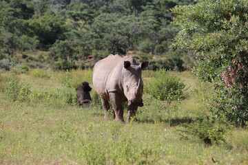 Naklejka na ściany i meble rhino in the wild in the wild