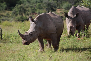 two rhinos in the wild in the wild