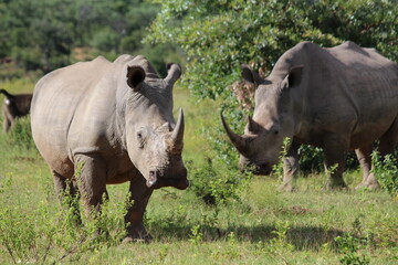 Fototapeta premium two rhinos in the wild in the wild