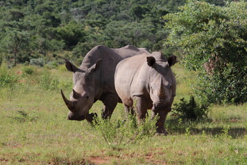 Fototapeta premium two rhinos in the wild in the wild