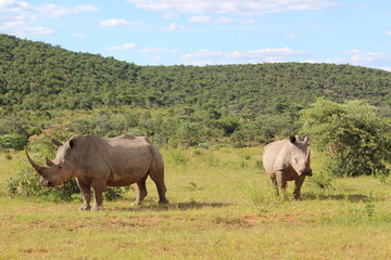 Fototapeta na wymiar two rhinos in the wild in the wild