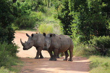 two rhinos in the wild with red-billed oxpeckers