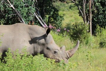 rhino in the wild with red-billed oxpeckers
