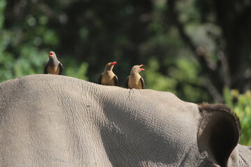 rhino in the wild with red-billed oxpeckers