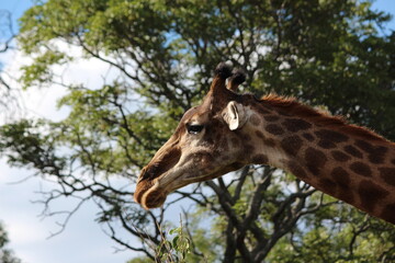 giraffe in the wild face closeup