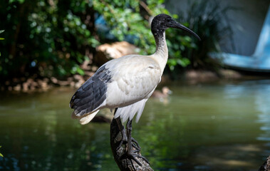Australian white ibis (Threskiornis molucca)