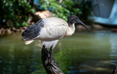 Australian white ibis (Threskiornis molucca)