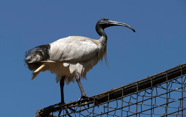 Australian white ibis (Threskiornis molucca)
