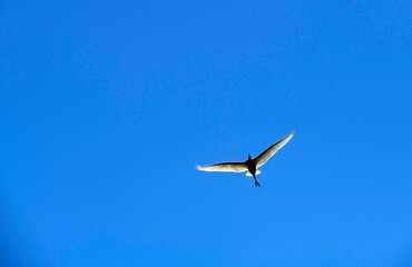 Egret (Ardea alba)