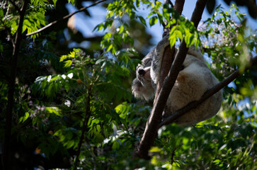 koala (Phascolarctos cinereus)