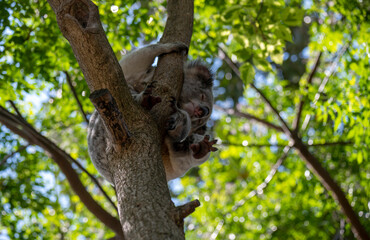 koala (Phascolarctos cinereus)