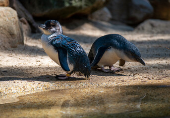Little Blue Penguin (Eudyptula minor)