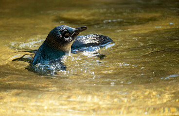 Little Blue Penguin (Eudyptula minor)