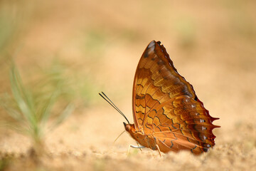 Tawny Rajah Butterfly