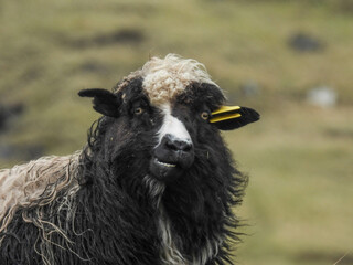 Obraz premium Long haired sheep on the Faroe Islands