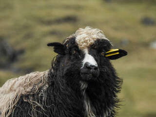 Long haired sheep on the Faroe Islands