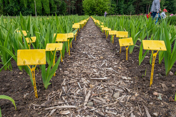 Beds with flowers and seedlings and a yellow sign for planting, growing flowers for sale, a yellow sign in a flowerbed, beautiful green vegetation, a plantation for growing flowers