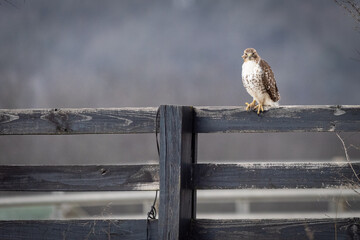 Red Tailed Hawk on Fence